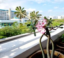 Blk 145 Yishun Street 11 (Yishun), HDB 3 Rooms #501985971